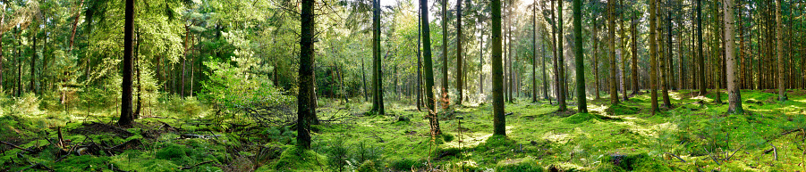 Forest Panoram